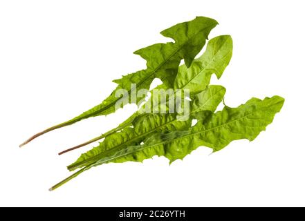 bunch of green leaves of dandelion grass isolated on white background Stock Photo