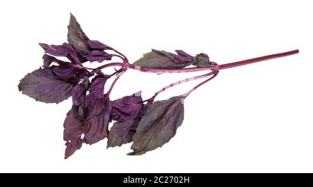 twig of fresh dark purple basil herb isolated on white background Stock Photo