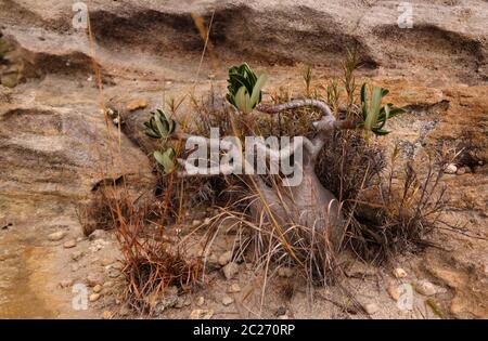 Pachypodium rosulatum, common name elephant's foot plant in Isalo national park at sunset, Madagascar Stock Photo