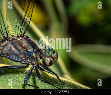 Extremely close and detailed shots of dragonfly. The face of a Shadow Darner dragonfly, photographed in Greece. Stock Photo