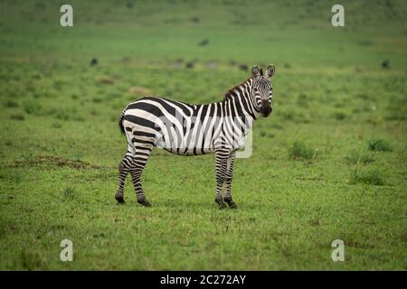 Plains zebra stands in grass watching camera Stock Photo