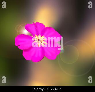 An enchanting little flower glows in the most beautiful colors. Stock Photo