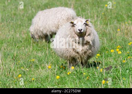The Skudde is a breed of domesticated sheep Stock Photo