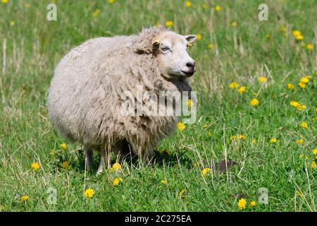 The Skudde is a breed of domesticated sheep Stock Photo