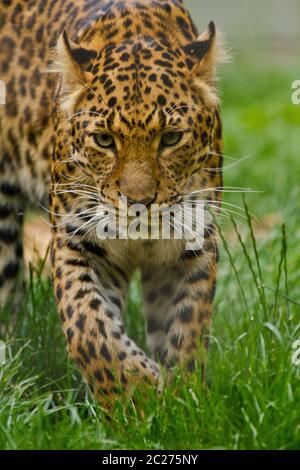 Northern Chinese leopard (Panthera pardus japonensis) Stock Photo