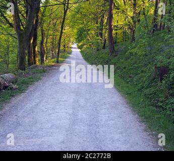 perspective view a narrow country lane running though bright sunlit spring woodland with a surrounding canopy of forest trees Stock Photo