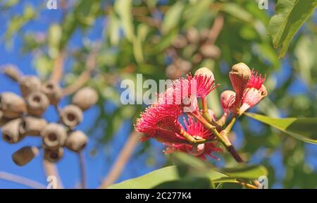 Australian Swamp Bloodwood gum tree flowering with red eucalyptus flowers, foliage and gum nuts Stock Photo