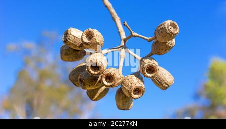 Large Eucalyptus gum nuts of Corymbia ptychocarpa (phytocarpa) Australian Swamp Bloodwood Stock Photo