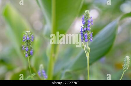Salvia hispanica, known as Chia, a healthy food plant with purple flowers from the mint family, Lamiaceae. Stock Photo