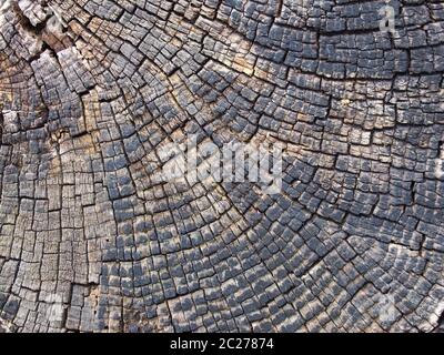 old cracked timber surface with tree rings and lines in a geometric concentric pattern Stock Photo