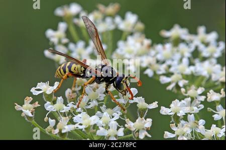 Male Gallic field wasp Polistes dominula Stock Photo