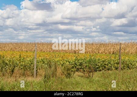 field plated with soybeans and corn ready to harvest Stock Photo