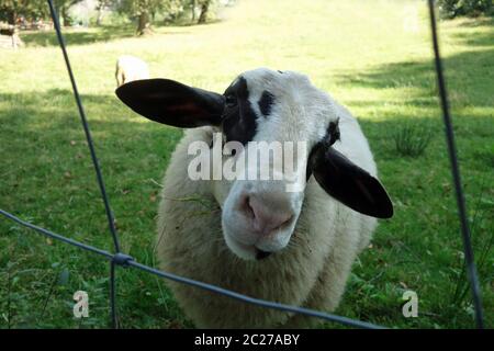 Domestic sheep Stock Photo