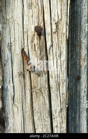 rusty nails nailed in old wood Stock Photo