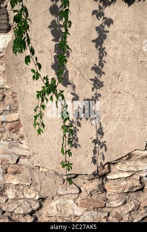 deteriorated wall with vine plant Stock Photo