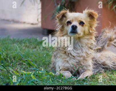 Stray dog victim of abandonment and cruelty Stock Photo