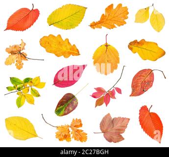 various fallen leaves and twigs isolated on white background Stock Photo