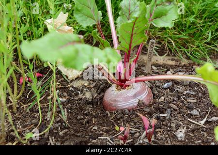 Large beetroot growing in a vegetable bed with a wooden row label in an allotment garden Stock Photo
