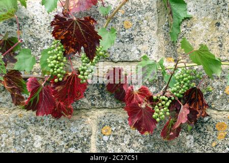 Red and green leaved grape vine with bunches of small developing green grapes on a stone wall with lichens. Stock Photo