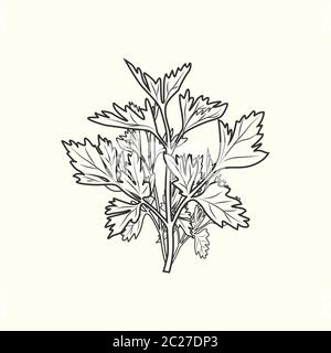 Parsley ink sketch isolated. Monochrome food ingredient. Vintage hand drawn engraved style. Vector illustration Stock Vector