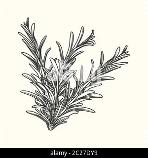 Rosemary herb branch ink sketch isolated. Monochrome food ingredient. Vintage hand drawn engraved style. Vector illustration Stock Vector