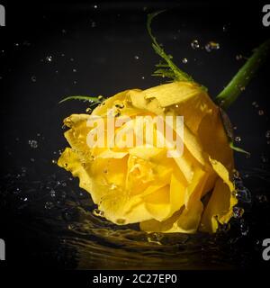 Yellow rose head water splash with black background. Stock Photo