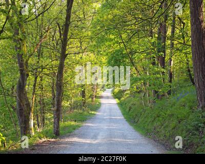 perspective view a narrow country lane running though bright sunlit spring woodland with a surrounding canopy of forest trees Stock Photo