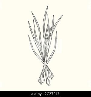 Green onion ink sketch isolated. Monochrome food ingredient. Natural organic fresh food. Vintage hand drawn engraved style. Vector illustration Stock Vector