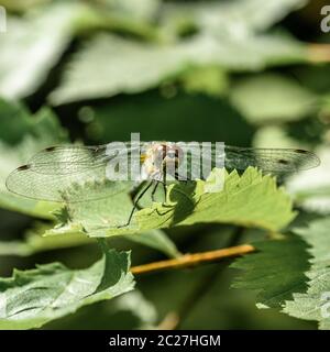 dragonfly sitting on a green leaf, close-up, macro Stock Photo