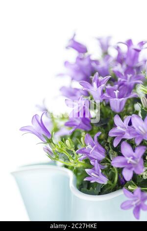 Dalmatian bellflower isolated on white background. Gardening and flower concept. Stock Photo