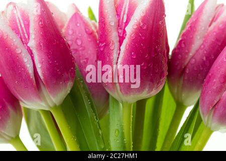 Bunch of pink tulips with water drops isolated on white background. Stock Photo