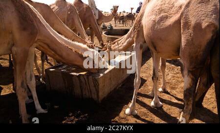 Portrait of drinking camels at the desert well in Djibriga at Barh-El-Gazal, Chad Stock Photo