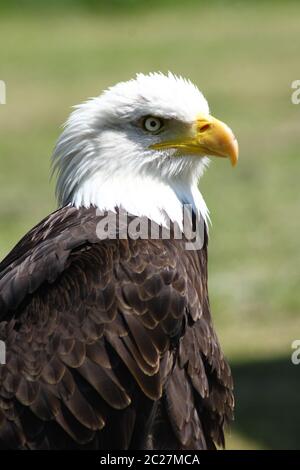Bald Eagle  (Haliaeetus leucocephalus) Stock Photo
