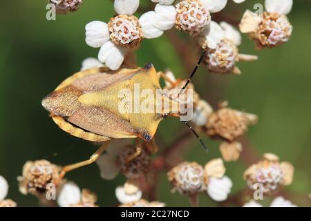 southern green stink bug  (Palomena prasina) Stock Photo