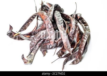 Gleditsia triacantnos, pods on a white background Stock Photo