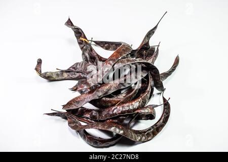 Gleditsia triacantnos, pods on a white background Stock Photo