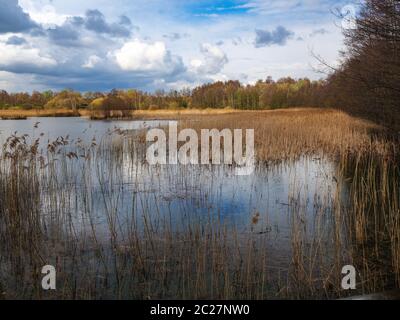 View over reeds and a lake at Potteric Carr Nature Reserve, South Yorkshire, England Stock Photo