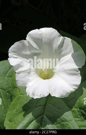 Hedge bindweed (Calystegia sepium) or bellbind white flower in the centre with leaves below and dark background above. Stock Photo