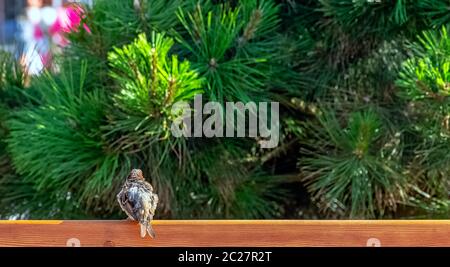 House sparrow (Passer domesticus) with pine tree in background - Hel, Pomerania, Poland Stock Photo