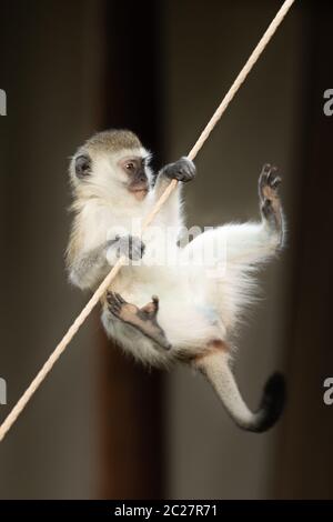 Vervet monkey almost falls off tent rope Stock Photo