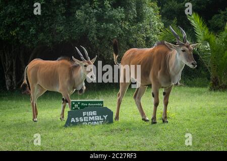 Two eland stand by sign on grass