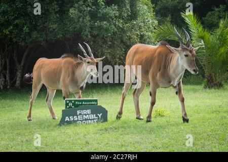 Two eland walk past sign on grass
