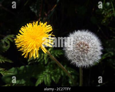 close up of a dandelion flower and puff ball next to each other on a dark background Stock Photo