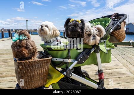 Funny small Dogs in a stroller Stock Photo