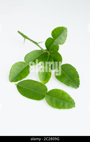 kaffir lime leaves Stock Photo