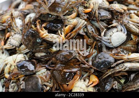 A Pile of Fresh Crabs Stock Photo
