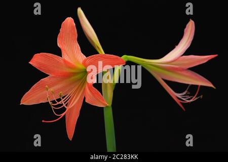 amaryllis flower Stock Photo