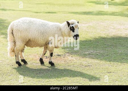 Kerry Hill sheep in green grass fields, beautiful sheep on meadow Stock Photo