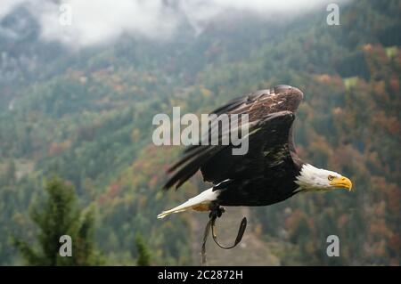 Bald Eagle in flight, Austria Stock Photo