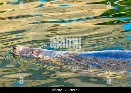 Grey seal (Halichoerus grypus) swimming in Baltic Sea - Hel, Pomerania, Poland Stock Photo